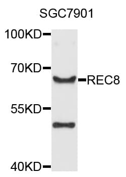 REC8 Antibody