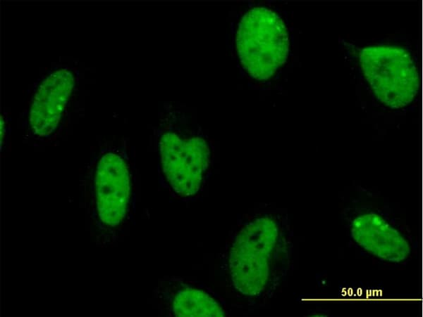 MPG Antibody (clone 1E10)