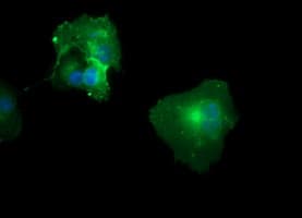 CD33 Antibody (clone OTI1B10)