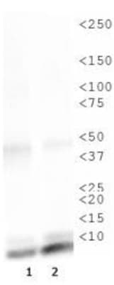 HIST4H4 Antibody (Ac-Lys16)