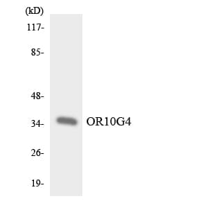 OR10G4 Antibody (aa220-269)