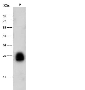 CD300E Antibody (Preservative Free)