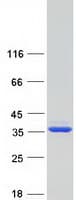 Human HT036 / HYI Protein (Recombinant Myc-DDK (Flag))