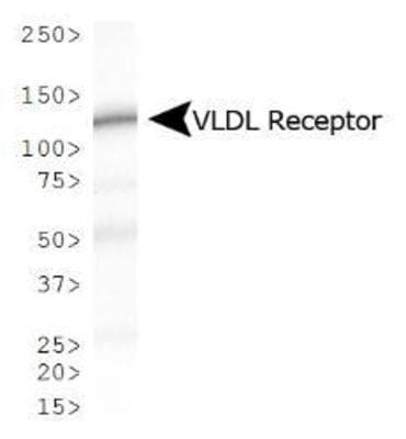 VLDLR Antibody (clone 6A6, Biotin)