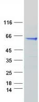 Human SCG3 / Secretogranin 3 Protein (Recombinant Myc-DDK (Flag))
