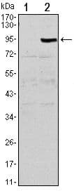 OPG / Osteoprotegerin Antibody (clone 5A11)
