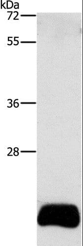 Polyclonal Rabbit anti-Human APOBEC3C Antibody (WB)