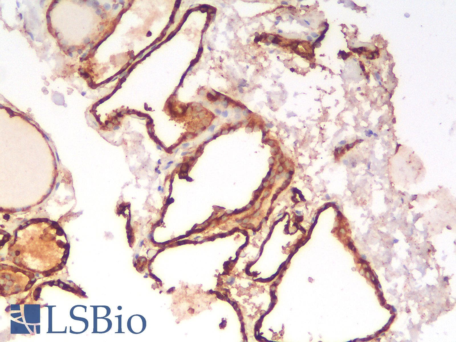 PathPlus™ EPCAM Antibody (clone EGP40/1556R)