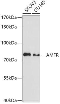 GP78 / AMFR Antibody