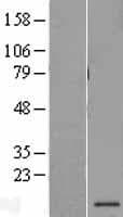 PSMG3 Protein (Over-Expression Lysate Myc-DDK (Flag))