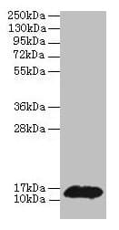 IHC-plus™ Polyclonal Rabbit anti-Human PHPT1 Antibody (IHC, WB)