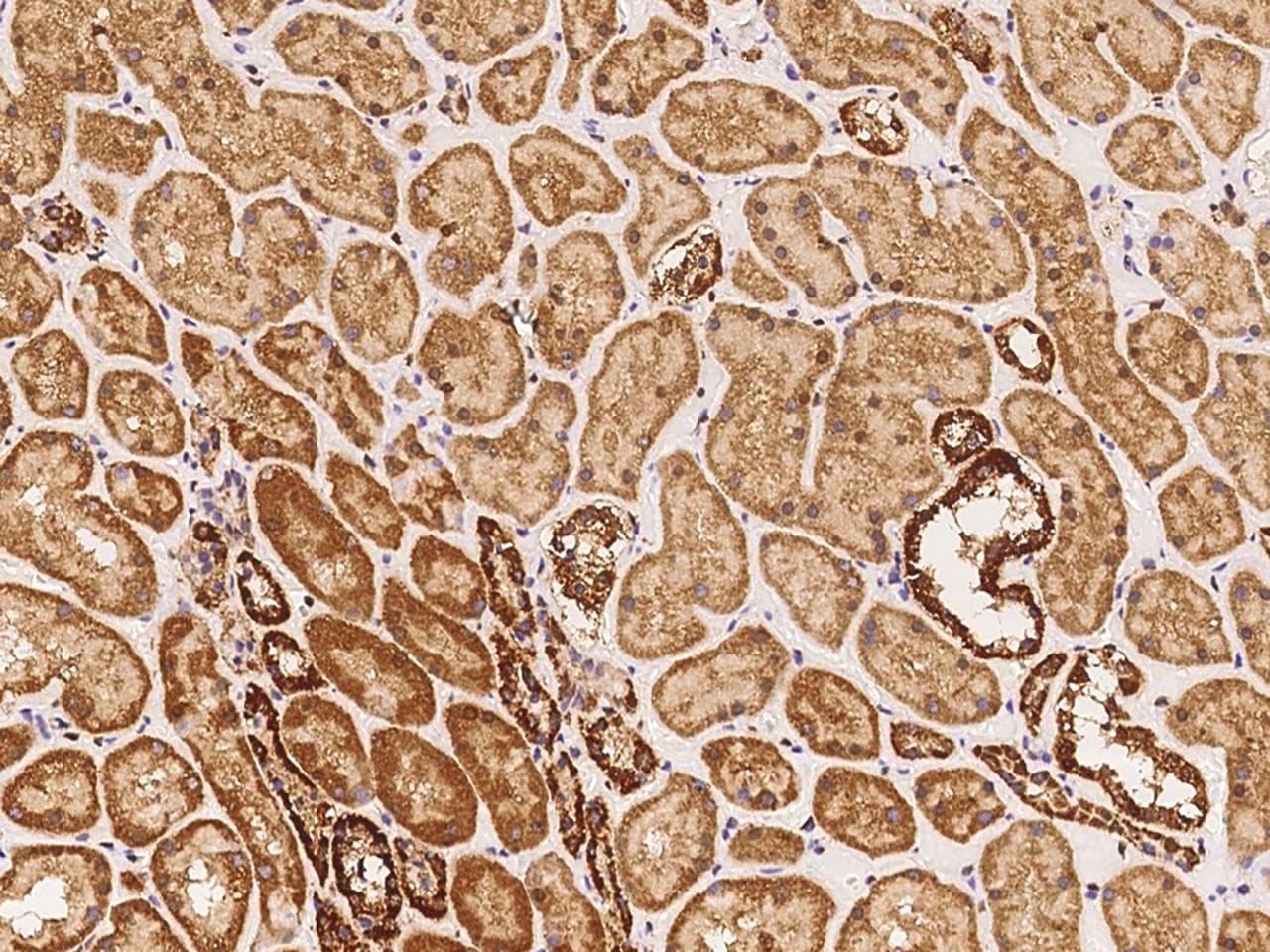 ZCCHC24 Antibody