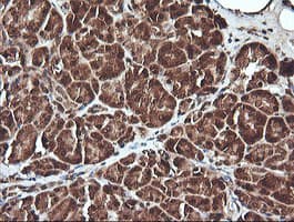 UBE2G2 Antibody (clone OTI1G10)
