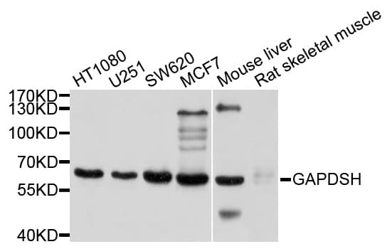 GAPDHS / GAPDS Antibody