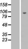 DNAJC16 Protein (Over-Expression Lysate Myc-DDK (Flag))