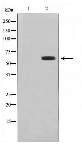 CYP26 / CYP26A1 Antibody