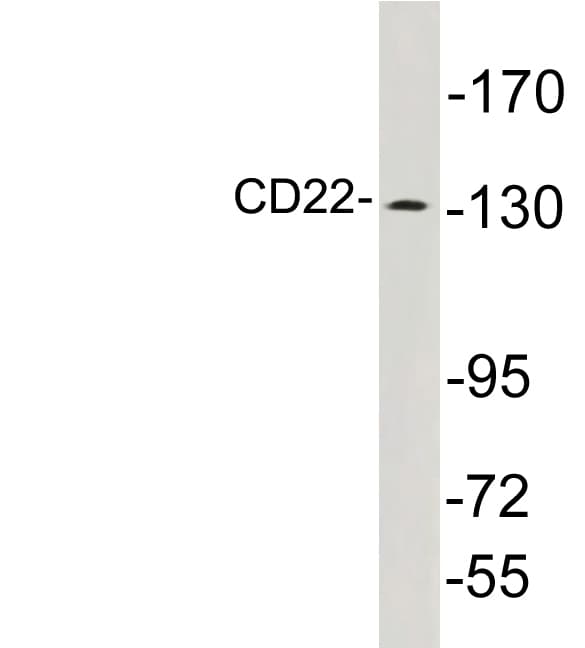 CD22 Antibody (aa773-822)