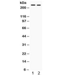 ARID1A / BAF250 Antibody
