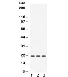 HRAS / H-Ras Antibody