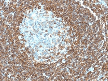 CD3E Antibody (clone C3e/1308, Azide-free, BSA-free)