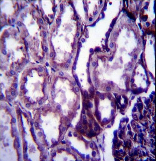 Polyclonal Rabbit anti-Human IGF1 Antibody (aa115-144, IHC, IF, WB)