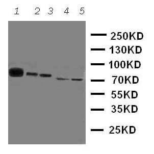 TEC Antibody (aa612-631)