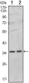 Monoclonal Mouse anti-Human PPP1CA / PP1-Alpha Antibody (clone 6D1, WB)