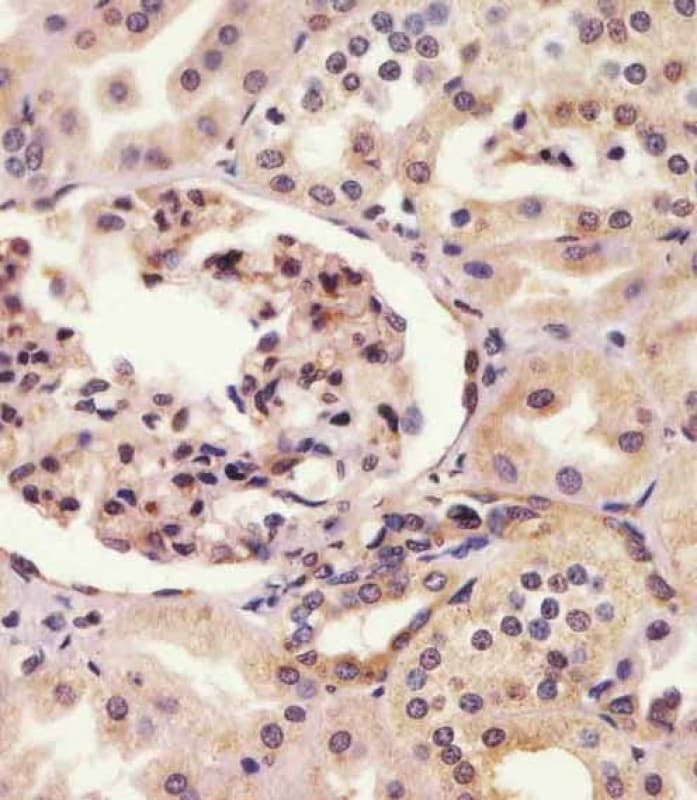 SYNE2 / Nesprin-2 Antibody (N-Terminus)