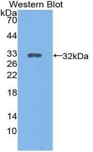 CYP27B1 Antibody (aa251-500, APC)