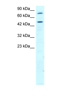 RGS9 Antibody (aa230-279)