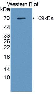 LGALS9 / Galectin 9 Antibody (aa1-355, APC)