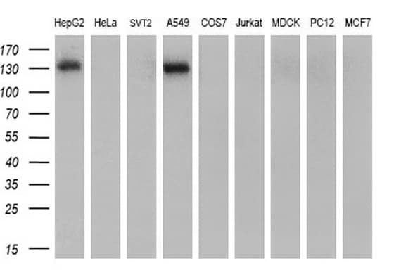 ANPEP / CD13 Antibody (aa668-967, clone 2F10, Carrier-free)