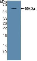 IRF2 Antibody