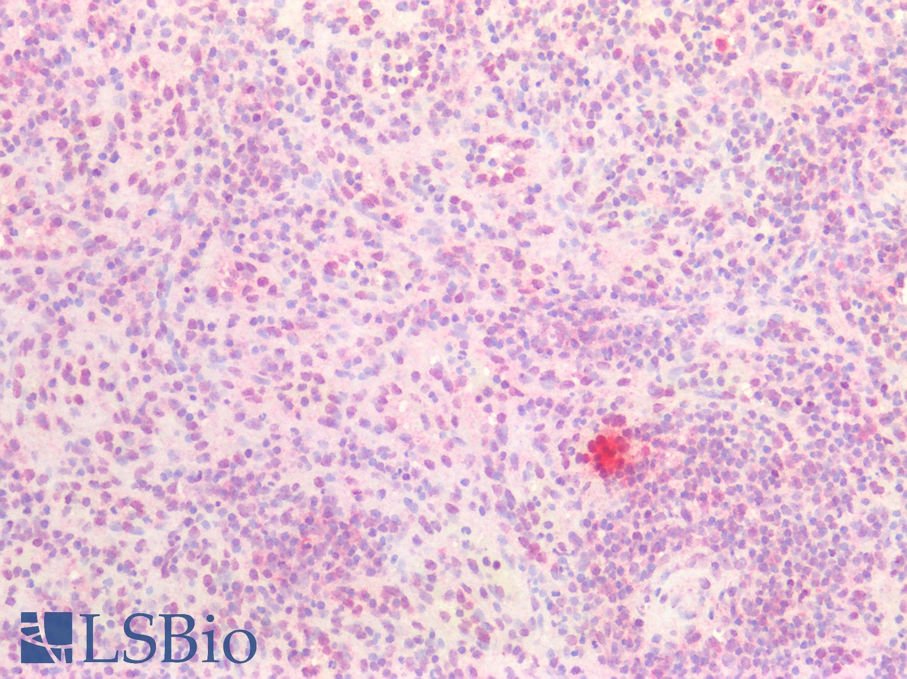 IHC-plus™ HINT / HINT1 Antibody (clone 2D7)