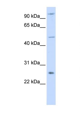 TRAF4 Antibody (aa144-193)