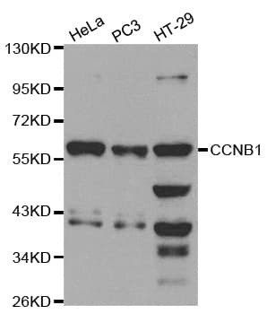 CCNB1 / Cyclin B1 Antibody