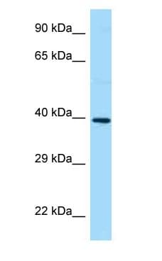GB5 / GNB5 Antibody (N-Terminus)