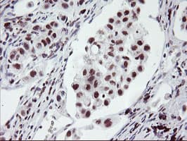 RNF113B Antibody (clone OTI2C10, Carrier-free)
