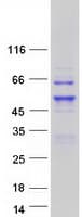 Human TFAP2C / AP2 Gamma Protein (Recombinant Myc-DDK (Flag))