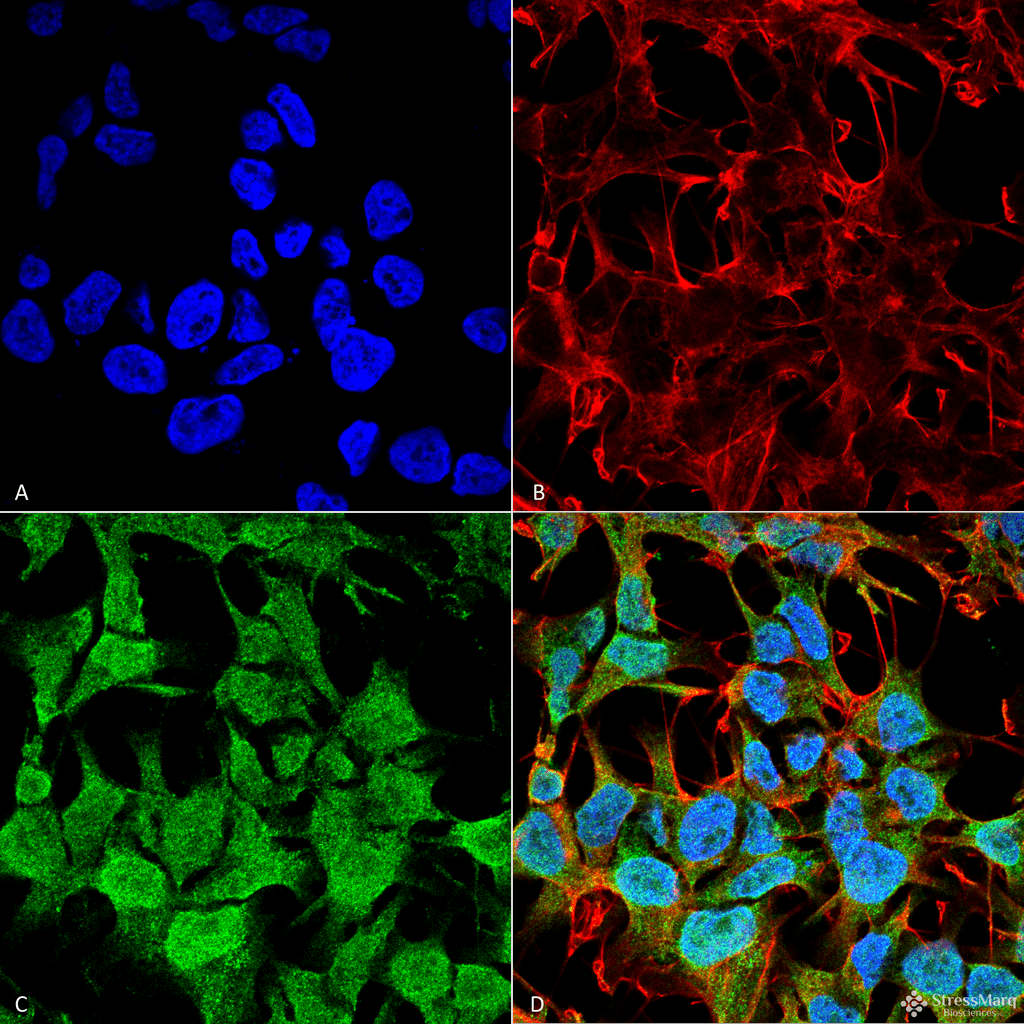 GABRA5 Antibody (clone S415-24, Atto 594)