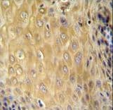 Polyclonal Rabbit anti-Human ERMARD Antibody (aa346-375, IHC, WB)