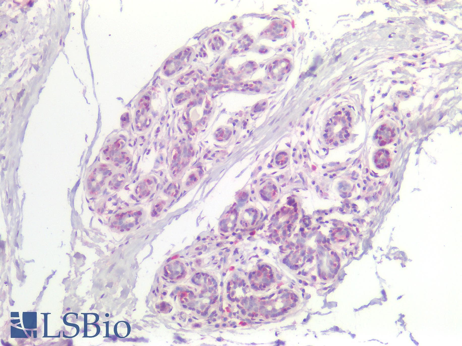 IHC-plus™ FABP7 / BLBP / MRG Antibody