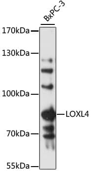 LOXL4 / LOXC Antibody