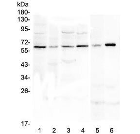 SPARCL1 / Hevin Antibody