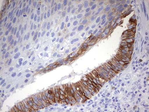EPCAM Antibody (clone UMAB132)