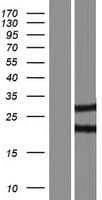 UBCH / UBE2H Protein (Over-Expression Lysate Myc-DDK (Flag))