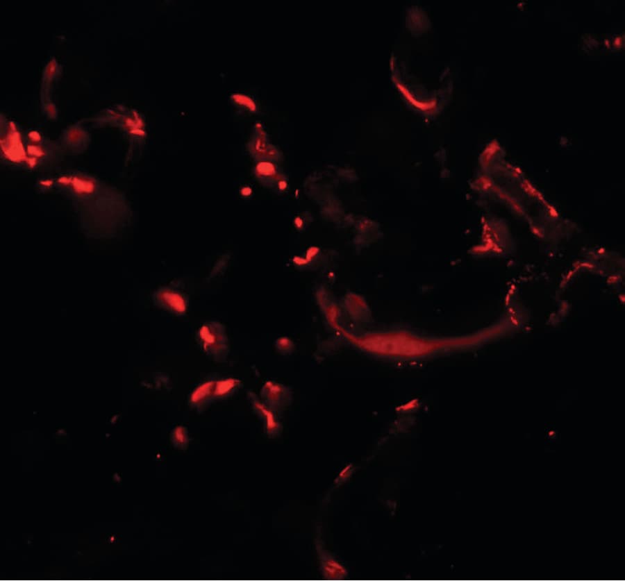 Polyclonal Rabbit anti-Human HHATL Antibody (IHC, IF, WB)