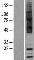 TAAR9 Protein (Over-Expression Lysate Myc-DDK (Flag))