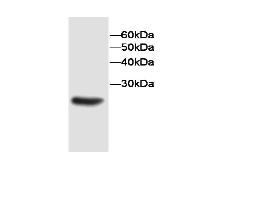 Monoclonal Mouse anti-Human PEBP1 / RKIP Antibody (WB)
