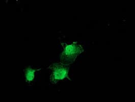 ZFAND2B Antibody (clone OTI1G10)